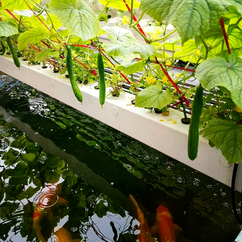 周口市植物工厂鱼菜共生 - 厂家
