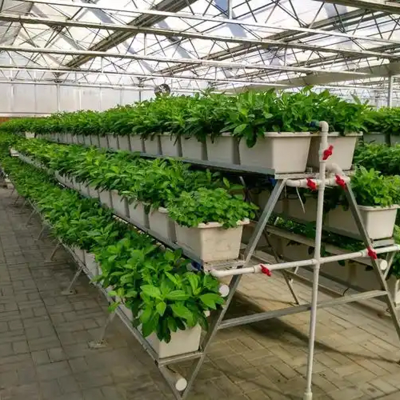周口市植物工厂水培蔬菜 - 哪里好