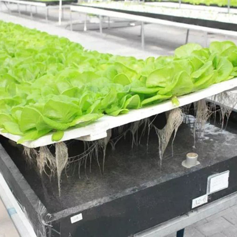 周口市水培设备植物工厂 - 价格